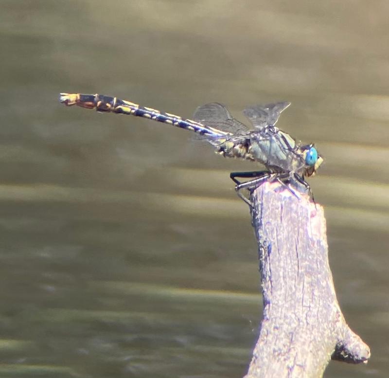 Photo of Unicorn Clubtail