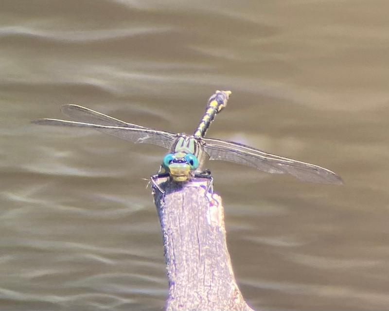 Photo of Unicorn Clubtail