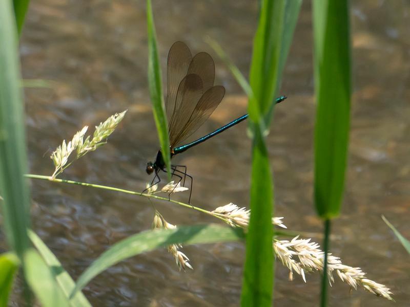 Photo of River Jewelwing