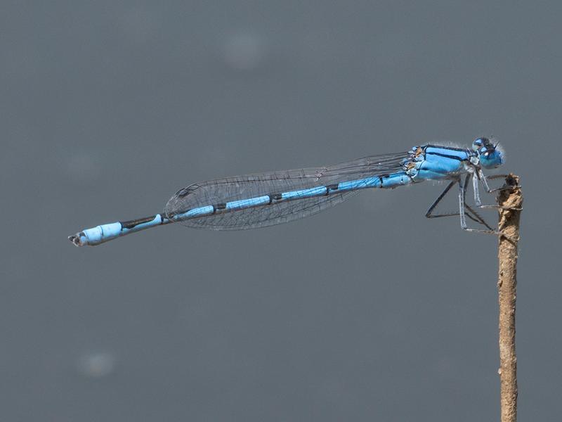 Photo of Familiar Bluet