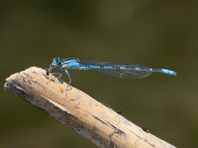 Photo of River Bluet