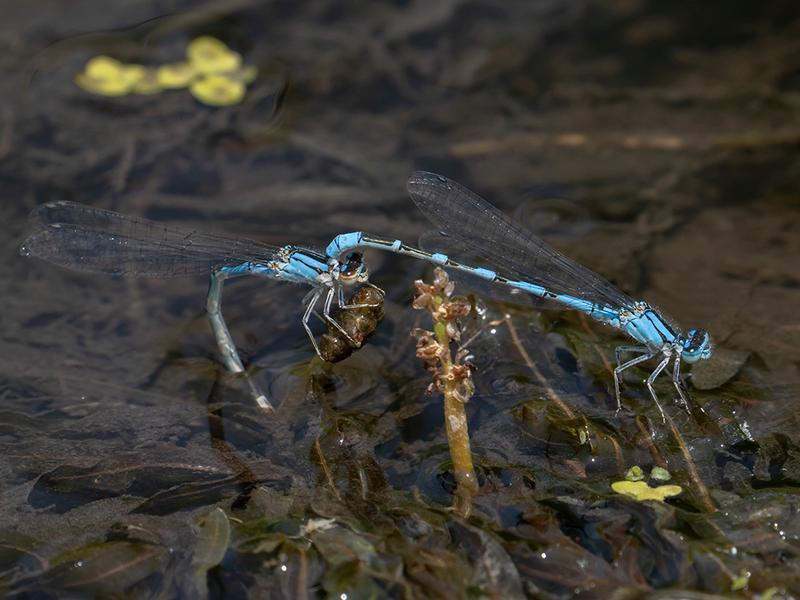 Photo of River Bluet