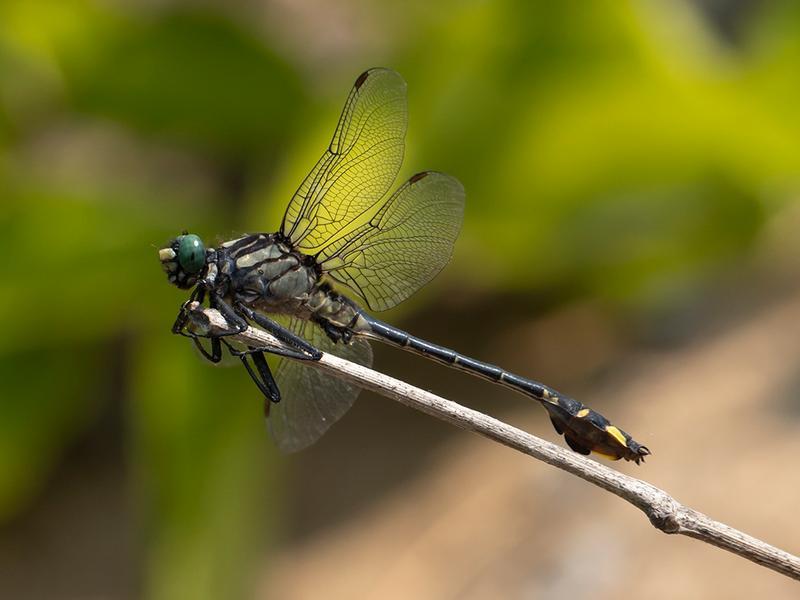 Photo of Cobra Clubtail