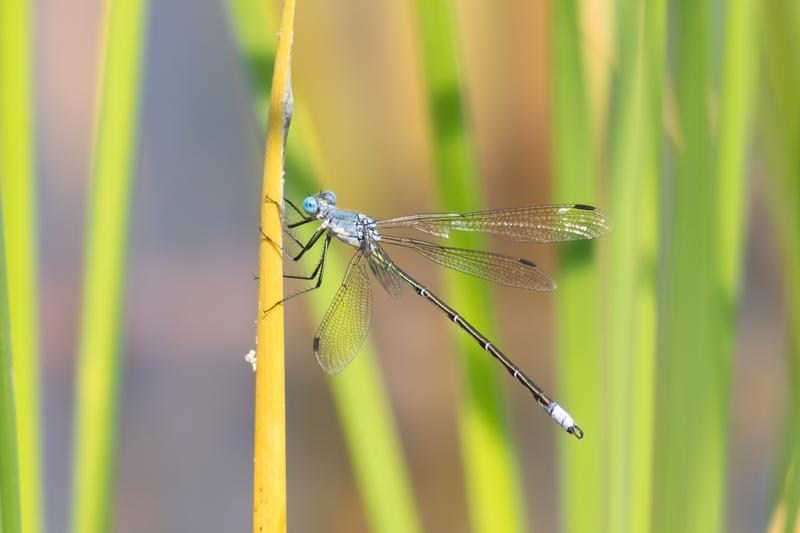 Photo of Amber-winged Spreadwing