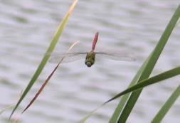 Photo of Comet Darner