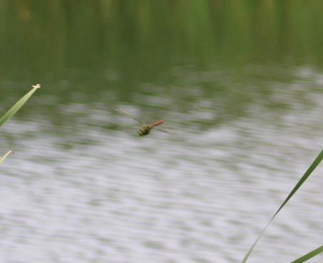 Photo of Comet Darner