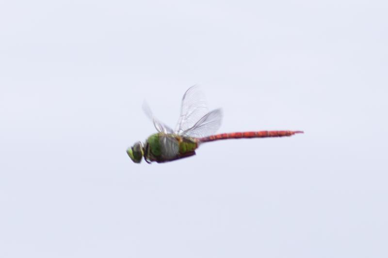 Photo of Comet Darner