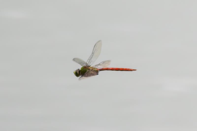 Photo of Comet Darner