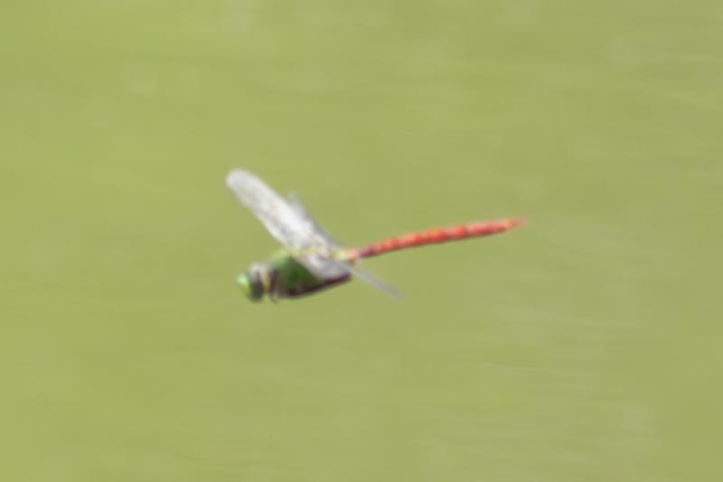 Photo of Comet Darner