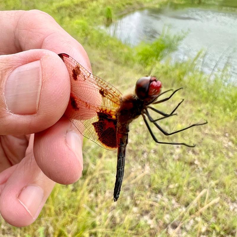 Photo of Calico Pennant