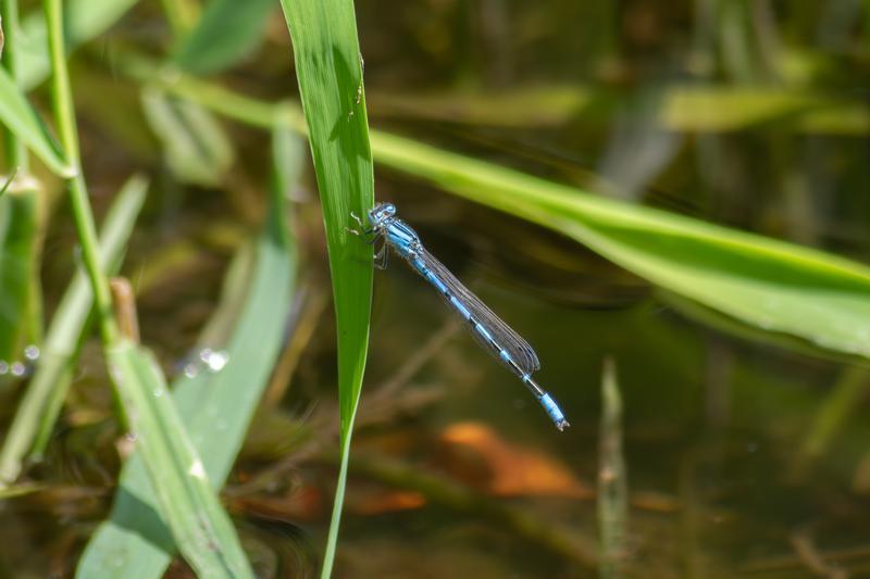 Photo of River Bluet