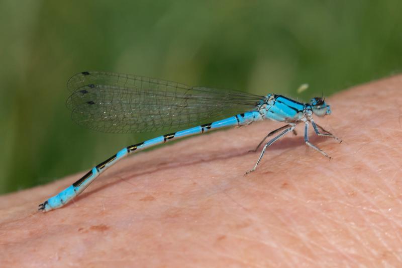 Photo of River Bluet