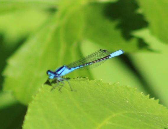 Photo of Azure Bluet