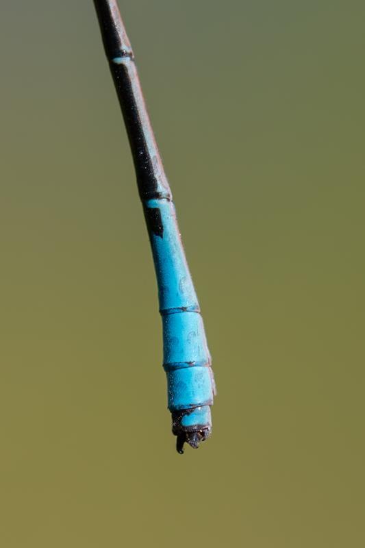 Photo of Azure Bluet