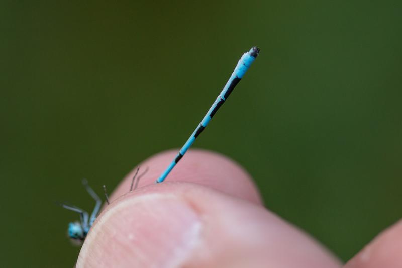 Photo of Marsh Bluet