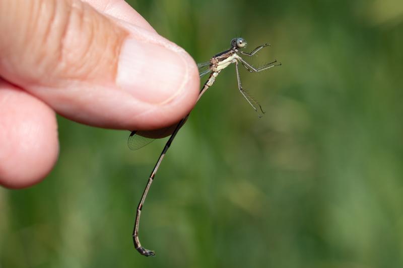 Photo of Slender Spreadwing