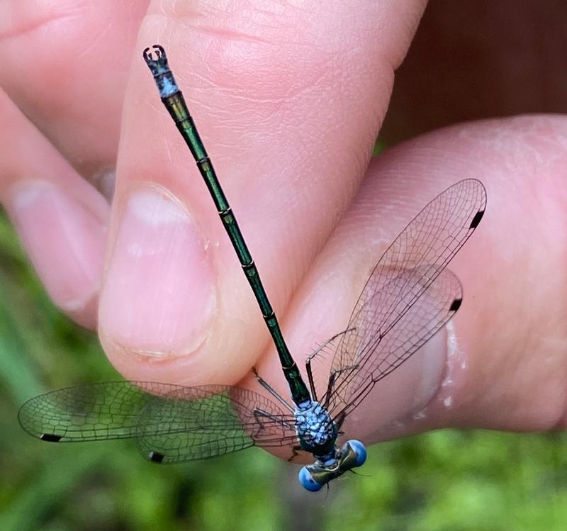 Photo of Emerald Spreadwing