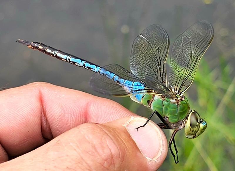 Photo of Common Green Darner