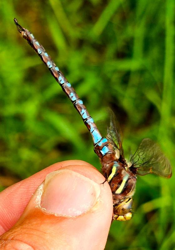 Photo of Springtime Darner