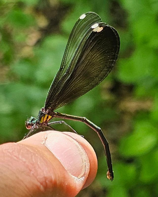 Photo of Ebony Jewelwing