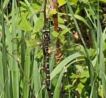 Photo of Twin-spotted Spiketail