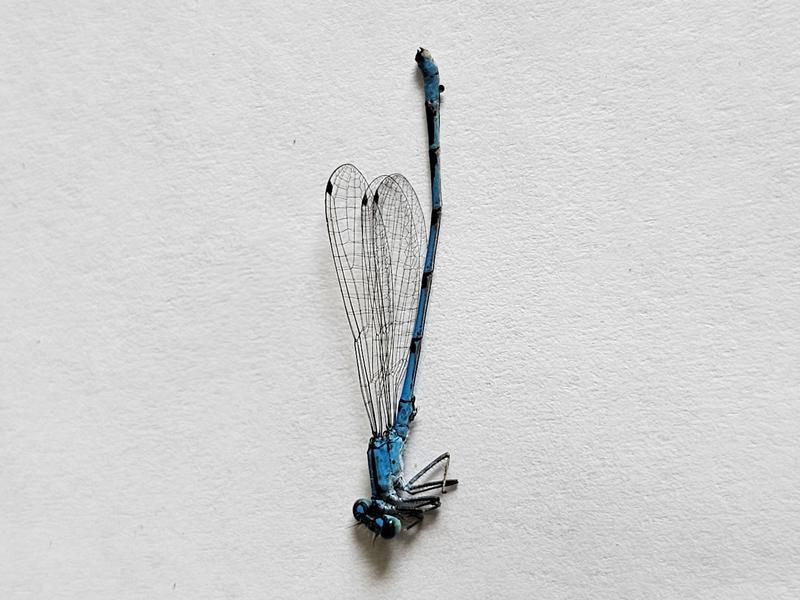 Photo of Hagen's Bluet