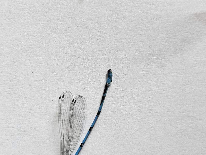 Photo of Hagen's Bluet