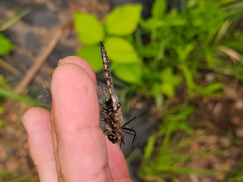 Photo of Common Baskettail