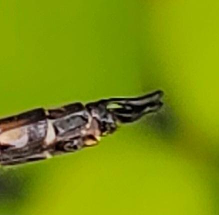 Photo of Common Baskettail