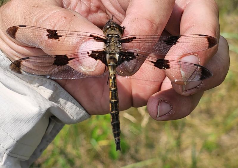 Photo of Prince Baskettail