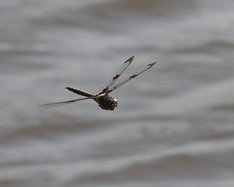 Photo of Prince Baskettail