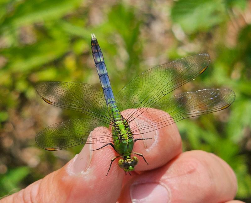 Photo of Eastern Pondhawk