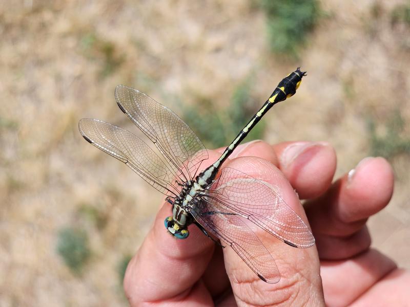 Photo of Midland Clubtail