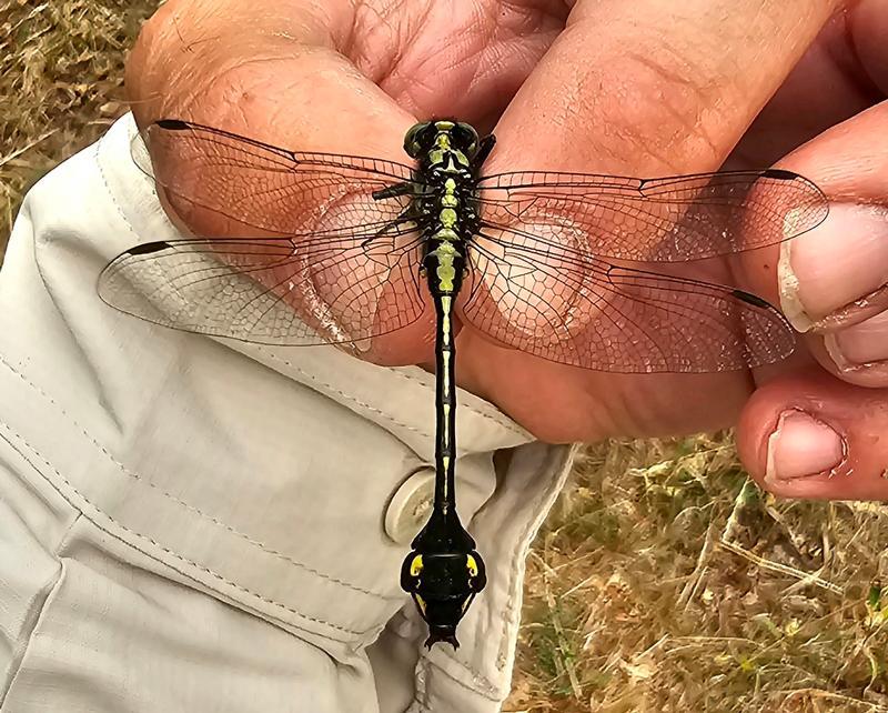 Photo of Skillet Clubtail