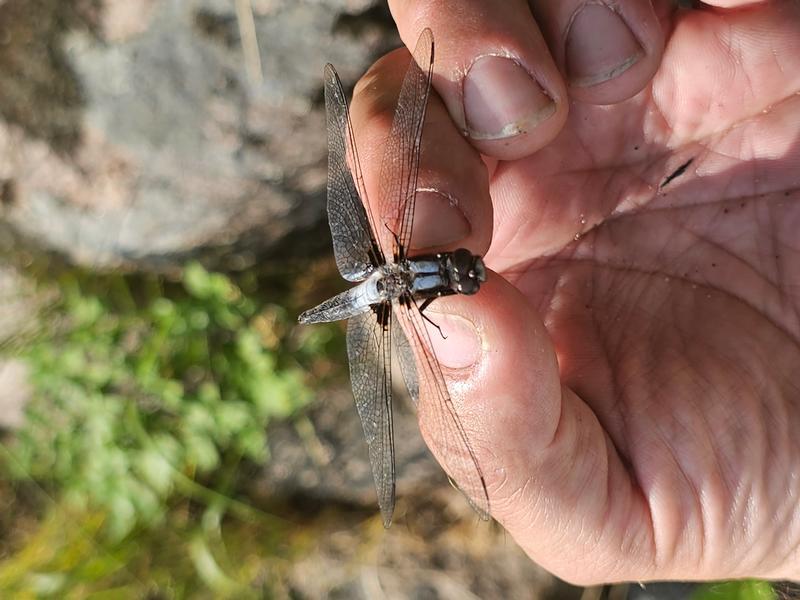 Photo of Chalk-fronted Corporal