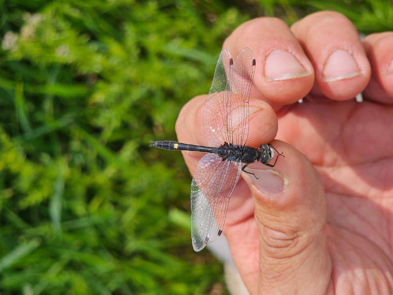 Photo of Dot-tailed Whiteface