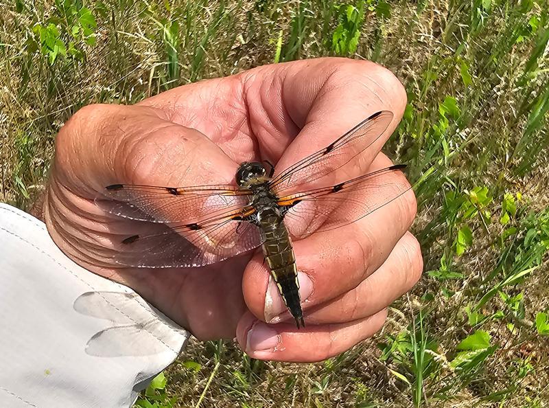 Photo of Four-spotted Skimmer