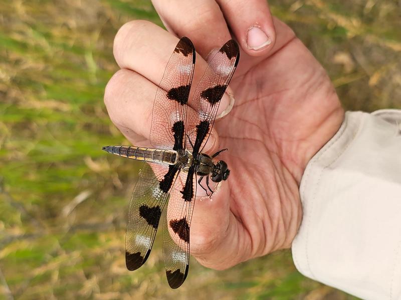 Photo of Twelve-spotted Skimmer