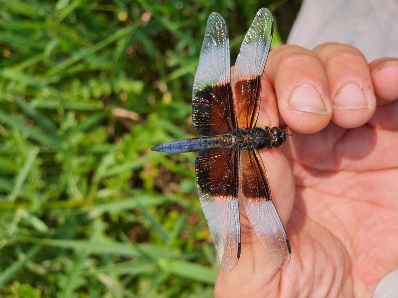 Photo of Widow Skimmer