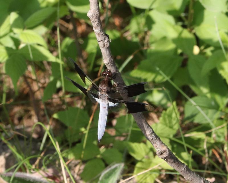 Photo of Widow Skimmer