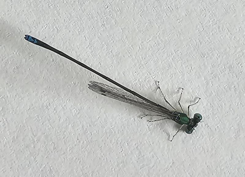 Photo of Sedge Sprite