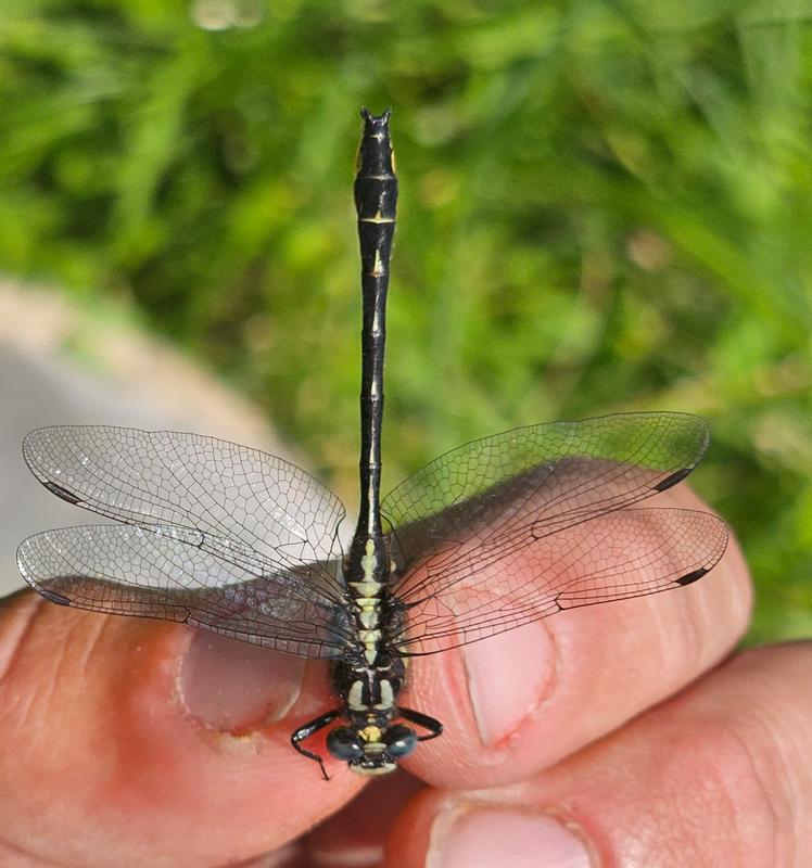 Photo of Rapids Clubtail