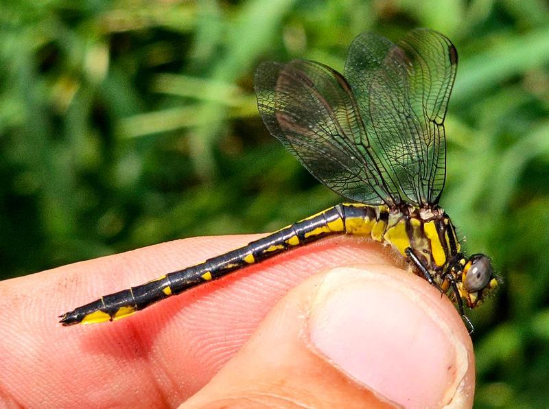 Photo of Rapids Clubtail