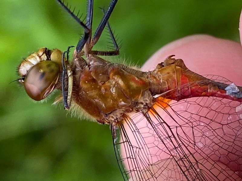 Photo of Ruby Meadowhawk