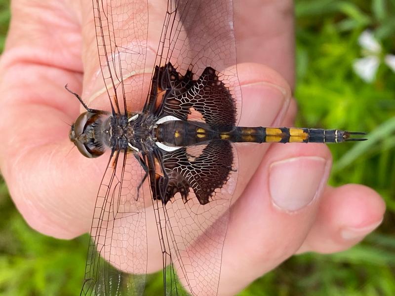 Photo of Black Saddlebags