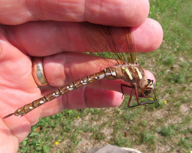 Photo of Shadow Darner