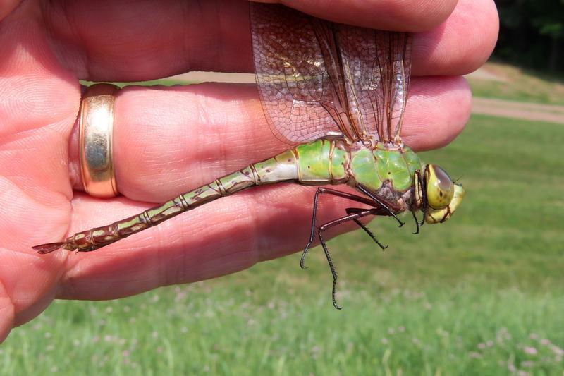 Photo of Common Green Darner