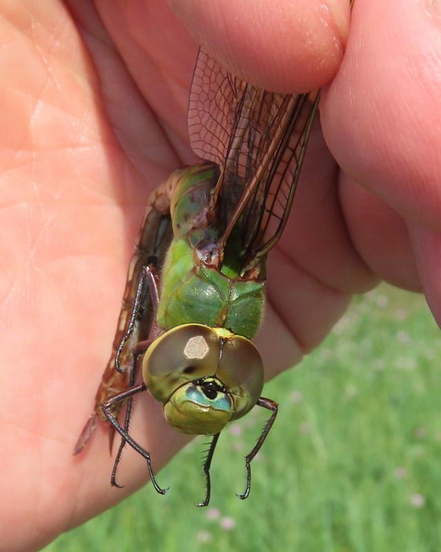 Photo of Common Green Darner