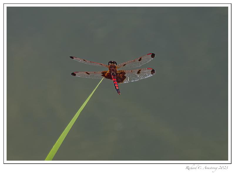 Photo of Calico Pennant