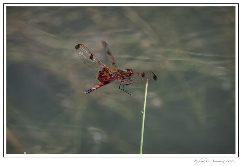 Photo of Calico Pennant